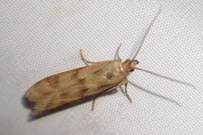Homoeosoma sinuella