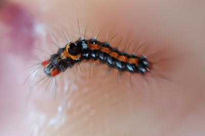 Sphrageidus similis