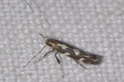Calybites phasianipennella