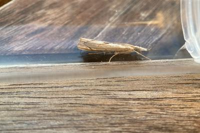 Agriphila inquinatella