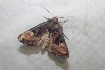 Euplexia lucipara