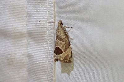 Notocelia uddmanniana