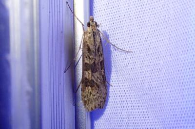 Nomophila noctuella
