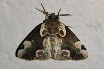 Thyatira batis