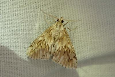 Cynaeda dentalis