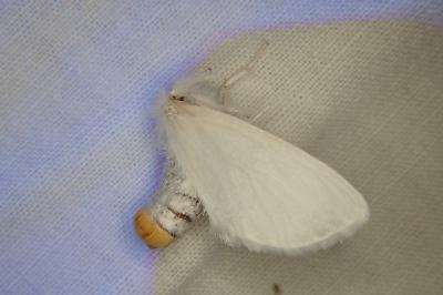 Sphrageidus similis