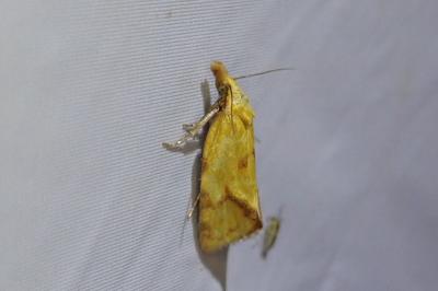Agapeta hamana