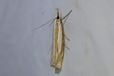 Crambus pascuella