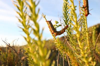 Hyles euphorbiae