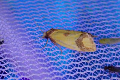Agapeta zoegana