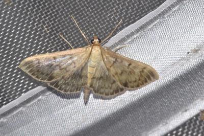 Patania ruralis