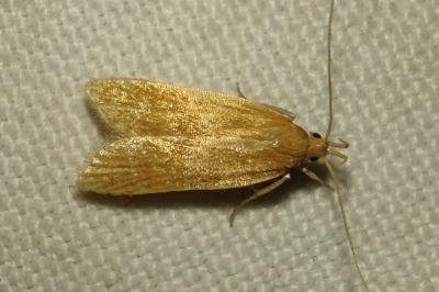 Helcystogramma rufescens