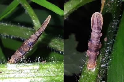 Coleophora ochripennella