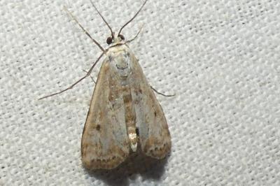 Cataclysta lemnata