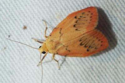 Miltochrista miniata