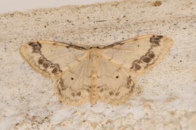 Idaea trigeminata