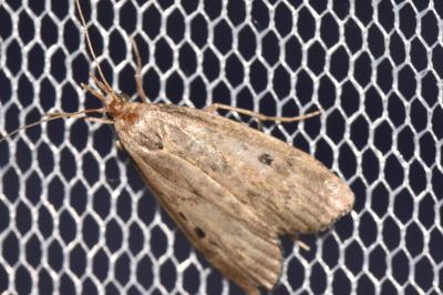 Aphomia sociella