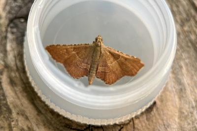 Endotricha flammealis