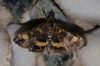 Pyrausta aurata