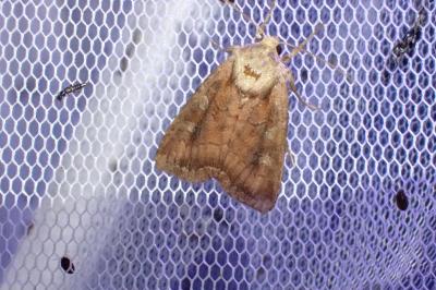 Lacanobia splendens