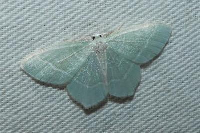 Jodis lactearia