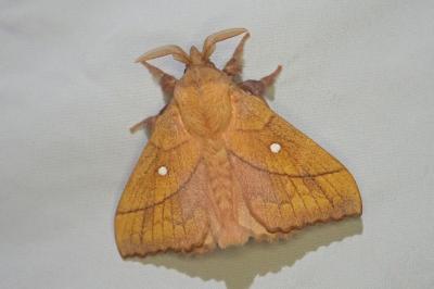 Odonestis pruni