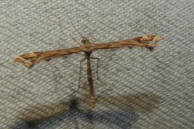 Amblyptilia acanthadactyla