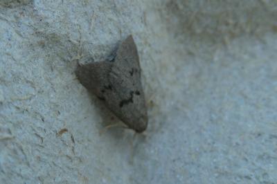 Apaidia mesogona