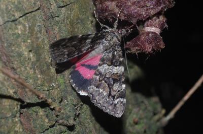 Catocala coniuncta