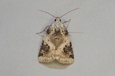 Pseudeustrotia candidula