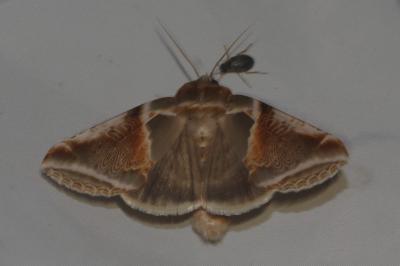 Habrosyne pyritoides