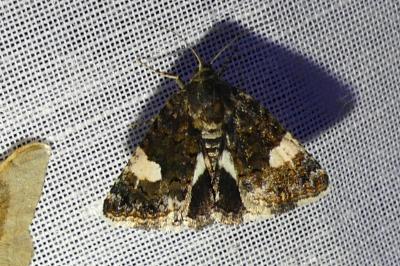 Tyta luctuosa
