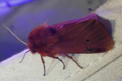 Phragmatobia fuliginosa