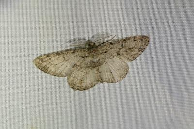 Peribatodes rhomboidaria
