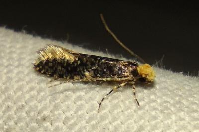 Monopis laevigella