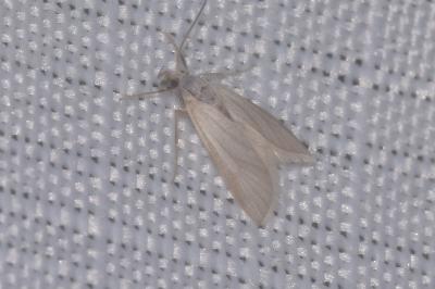 Acentria ephemerella