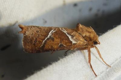 Triodia sylvina