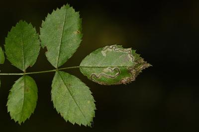 Stigmella anomalella