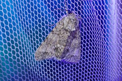 Acronicta megacephala