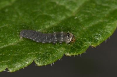 Parornix finitimella