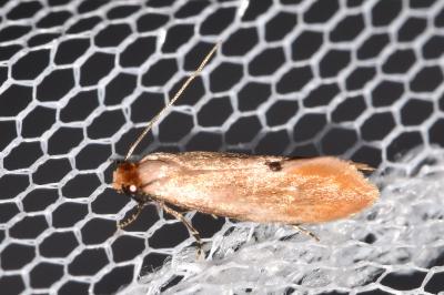 Tinea semifulvella
