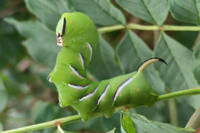 Sphinx ligustri