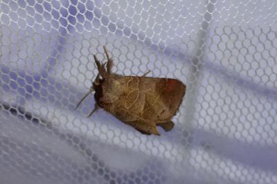 Clostera pigra