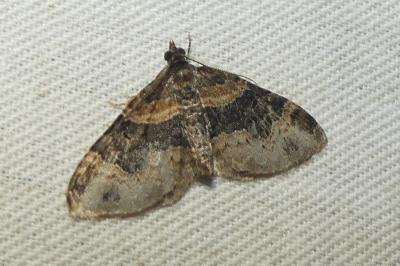 Xanthorhoe ferrugata