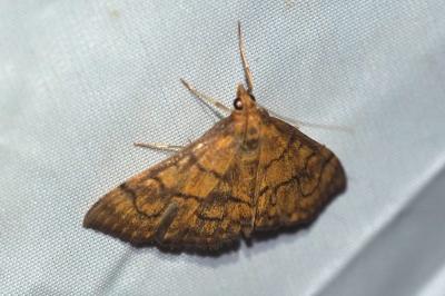 Anania verbascalis