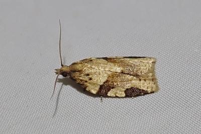 Clepsis spectrana