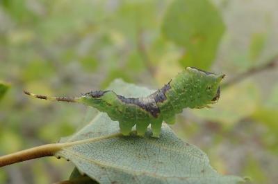 Furcula bifida