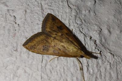 Udea ferrugalis