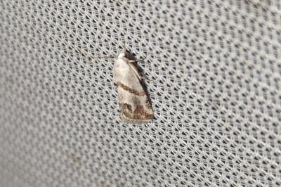 Eublemma candidana