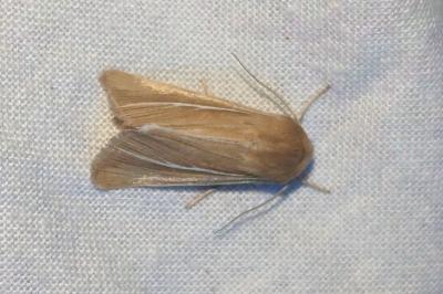 Mythimna litoralis